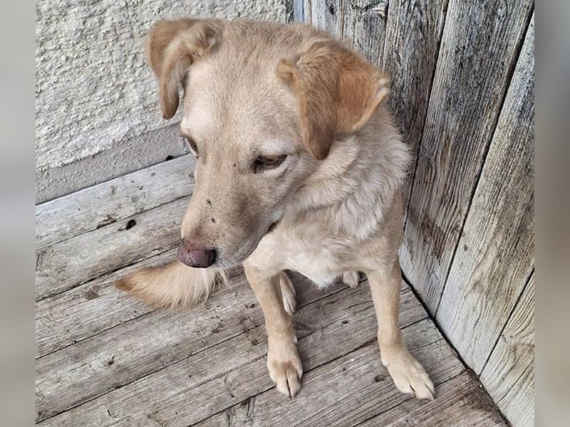 ❤️❤️❤️ liebenswerter FRENKI ging durch die Hölle - 3 Jahre, 42cm - Mischling