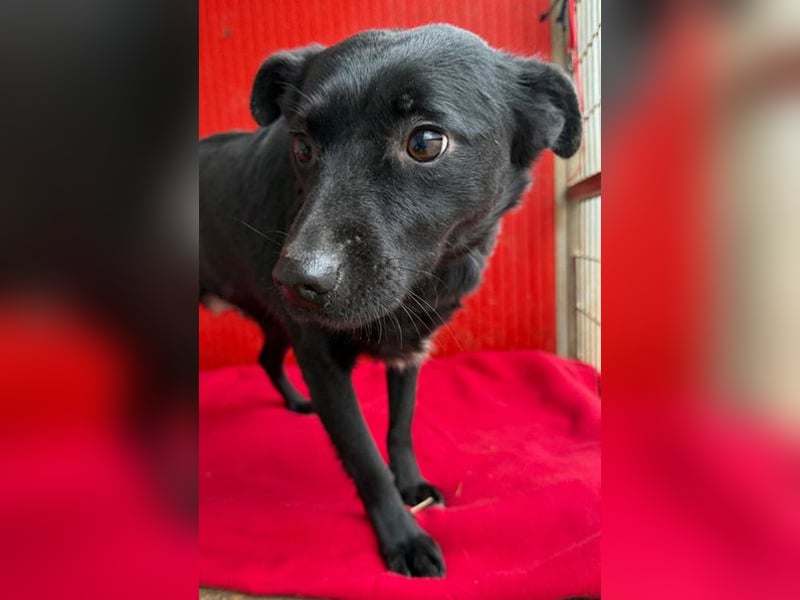 süße kleine RAVY - 7,5 Jahre, 39cm - Mischling