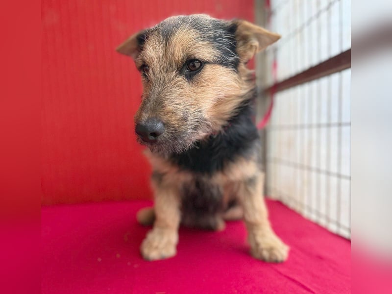 ❤️❤️❤️ kleine Knutschkugel FIFI - 2 Jahre, 35cm - Mischling