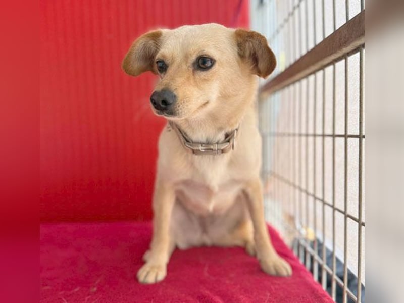 ❤️ zarte Hundeseele TILLY - 2 Jahre, 40cm/9kg - Mischling