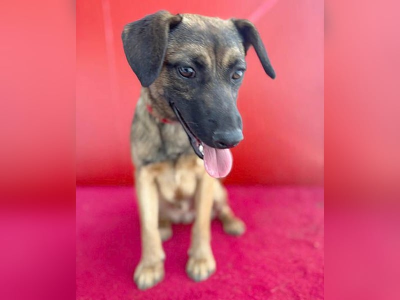 süßer Lausbub FILOU - 10 Monate, 40cm/10kg - Mischling