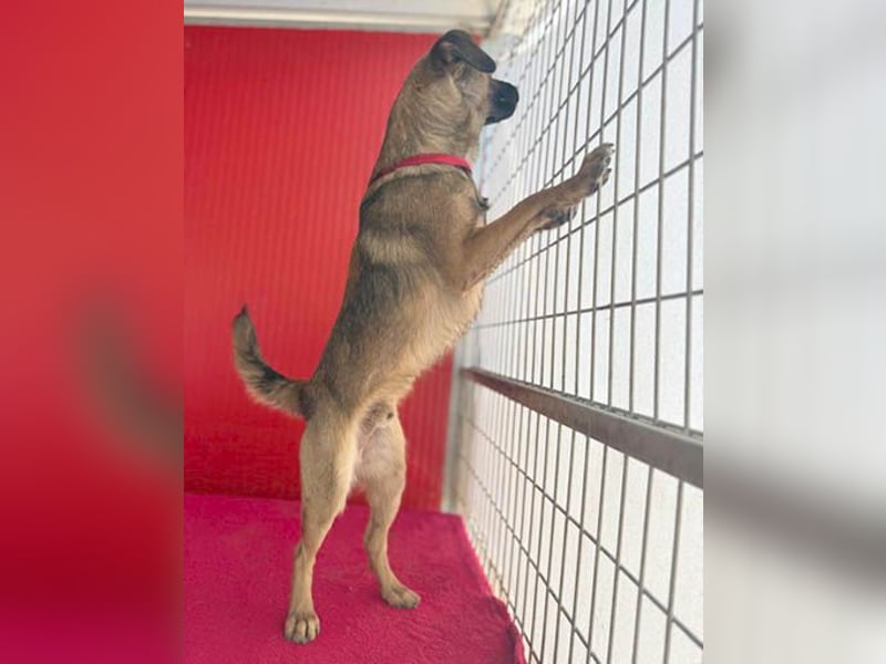 süßer Lausbub FILOU - 10 Monate, 40cm/10kg - Mischling