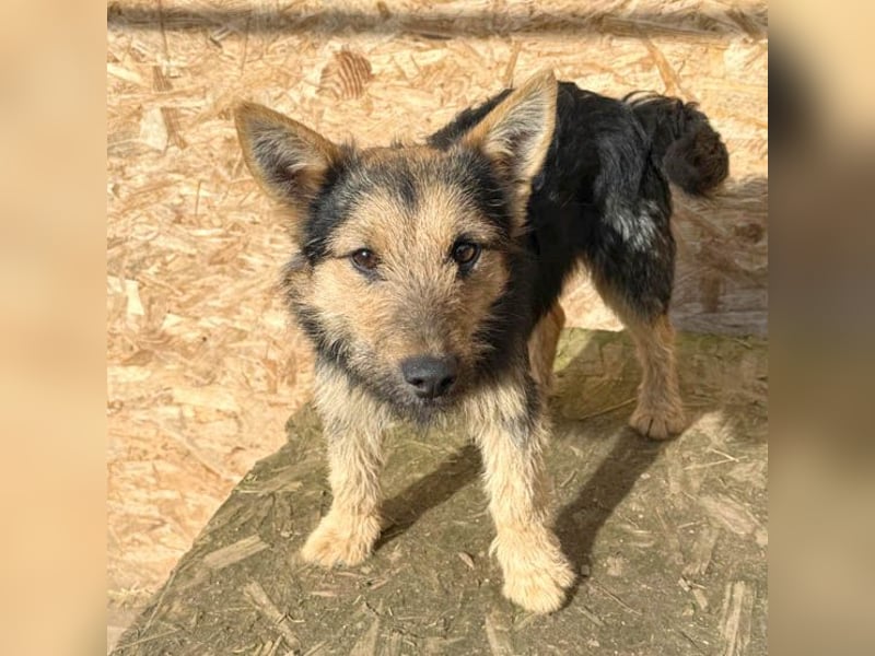 (R) ❤️❤️❤️ liebe kleine Knutschkugel FIFI - 2 Jahre, 35cm-10kg - Mischling