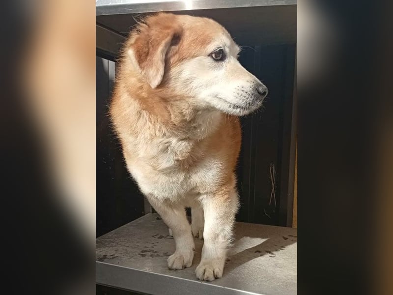ZUCO - Engel auf 4 Pfoten - 13 Jahre, 40cm - Mischling