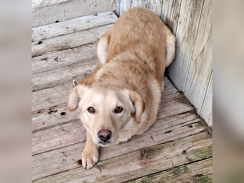 ❤️❤️❤️ liebenswerter FRENKI ging durch die Hölle - 3 Jahre, 42cm - Mischling