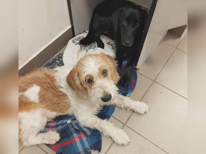 unwiderstehlicher COOPER - 7 Monate, 39cm/11kg - Spaniel/Havaneser?