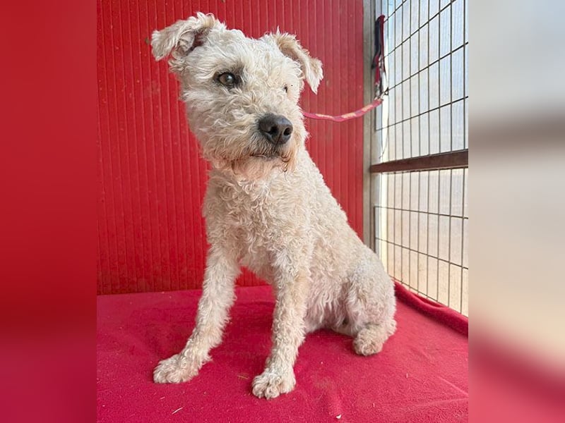 süßer Wuschel-Mix FLUFFY - 2 Jahre, 40cm/11kg