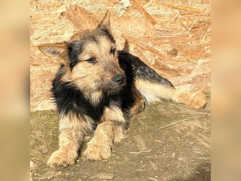 (R) ❤️❤️❤️ liebe kleine Knutschkugel FIFI - 2 Jahre, 35cm-10kg - Mischling