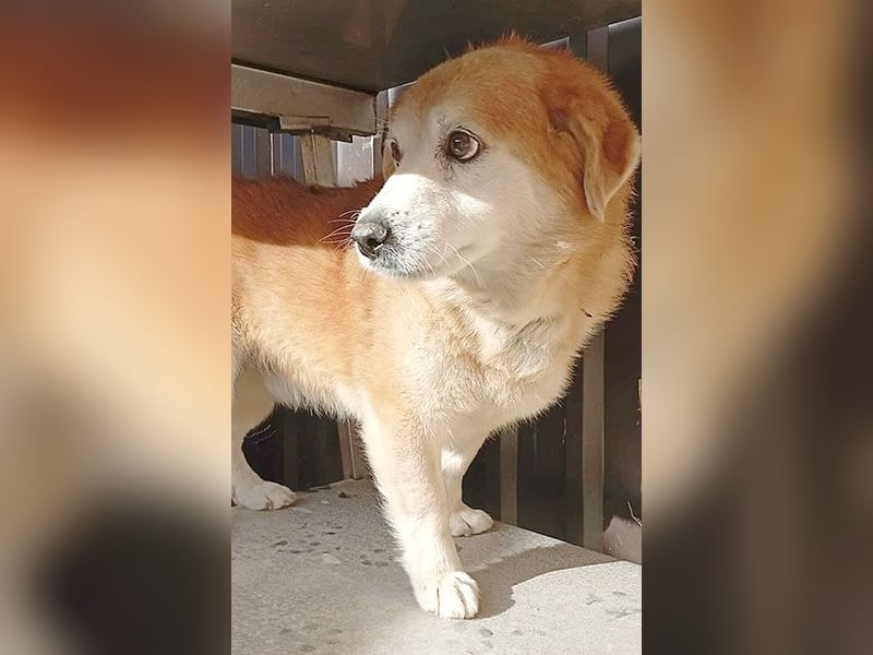 ZUCO - Engel auf 4 Pfoten - 13 Jahre, 40cm - Mischling