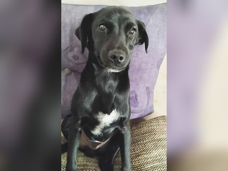 süßer MUFFIN - 6 Monate, 32cm/7kg - Typ Mini-Labrador