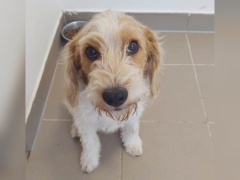 unwiderstehlicher COOPER - 7 Monate, 39cm/11kg - Spaniel/Havaneser?