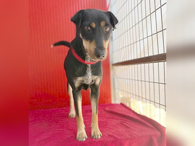 ❤️❤️❤️ lebenslustige MANKA - 1,5 Jahre, 40cm/10kg - Mischling