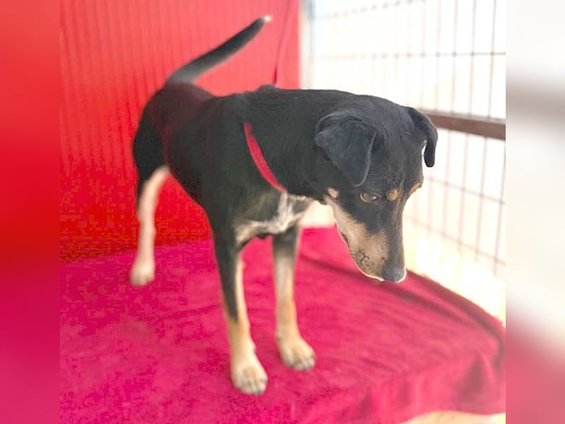 ❤️❤️❤️ lebenslustige MANKA - 1,5 Jahre, 40cm/10kg - Mischling