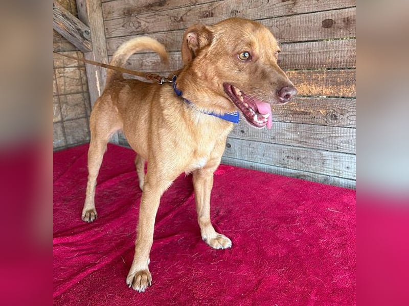 ❤️❤️❤️ pfiffiger kleiner DINGO - 2 Jahre, 40cm/10kg - Mischling