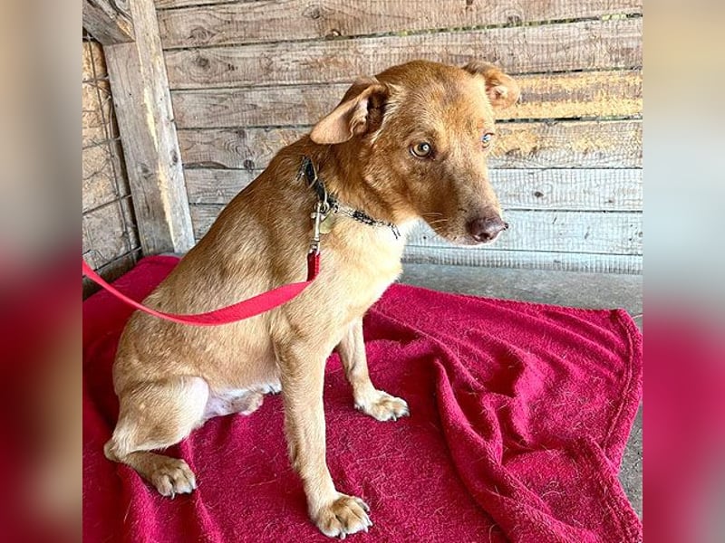 ❤️❤️❤️ pfiffiger kleiner DINGO - 1,5 Jahre, 40cm/10kg - Mischling