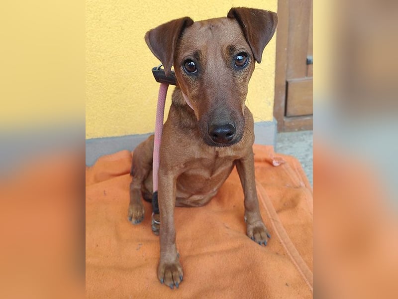 ❤️❤️❤️ ein warmes Nest für MIMI gesucht - 1,5 Jahre, 37cm/8kg - Pinscher-Mix