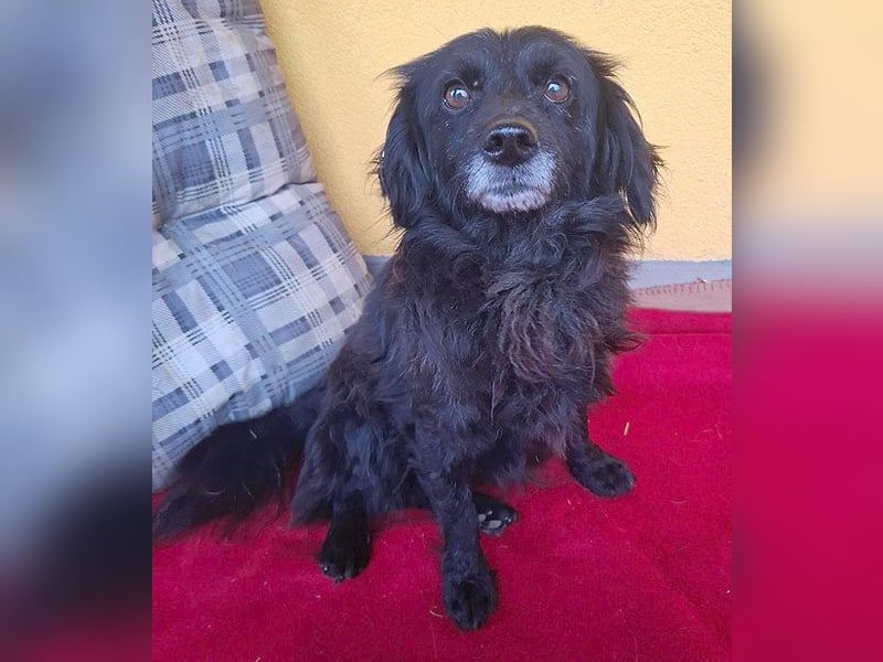 ❤️❤️❤️ Herzblatt RETHY - 10 Jahre, 32cm/8kg - kl. Mischling