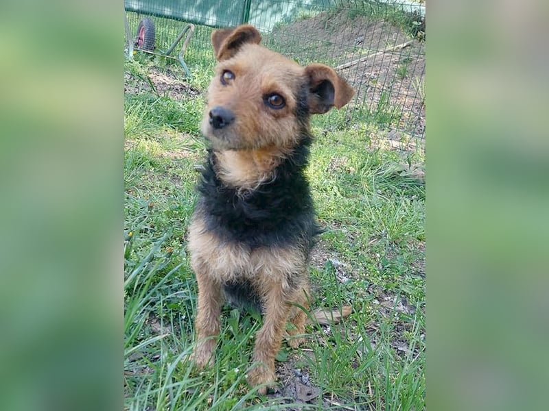 zarte kleine Hundeseele AUDREY - 1,5 Jahre, 35cm/7kg