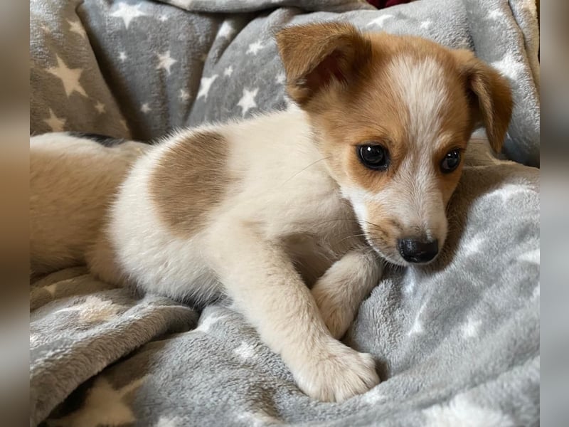 TANJIRO sucht Familienanschluß