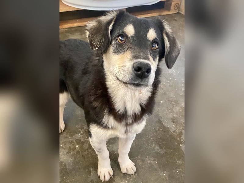 AVELINE sucht Familienanschluß