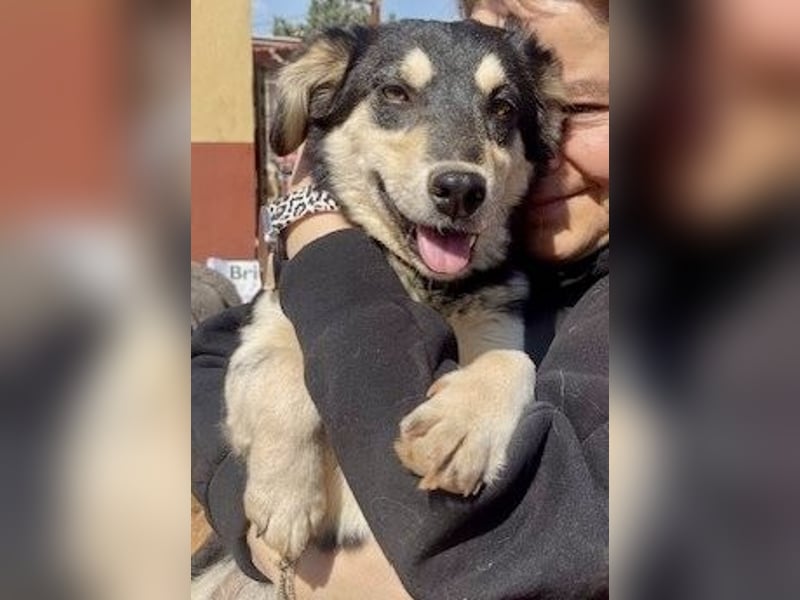 AVELINE sucht Familienanschluß