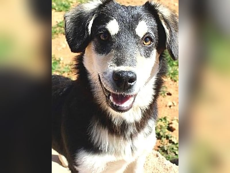 AVELINE sucht Familienanschluß