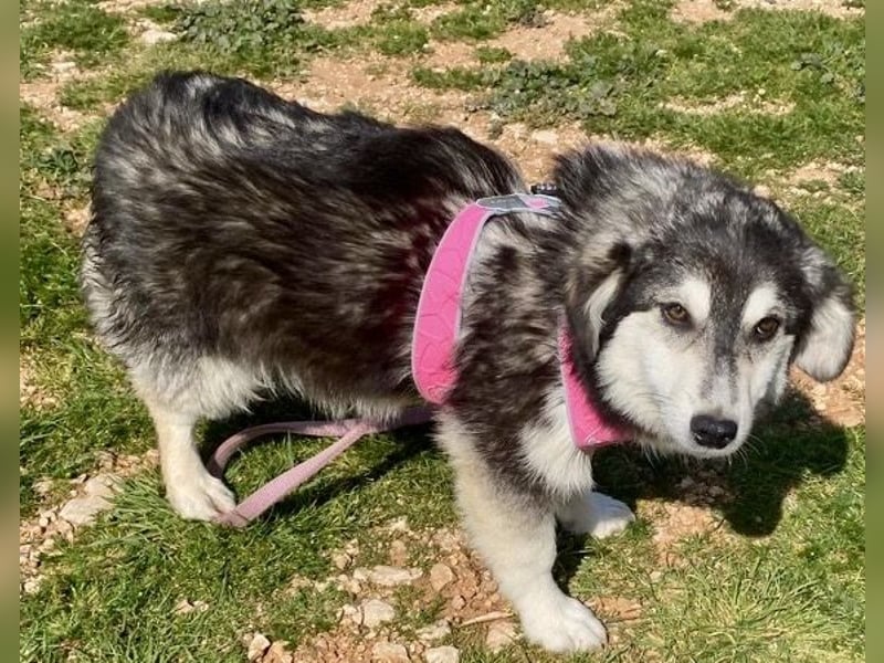 MAGNOLIA sucht Familie