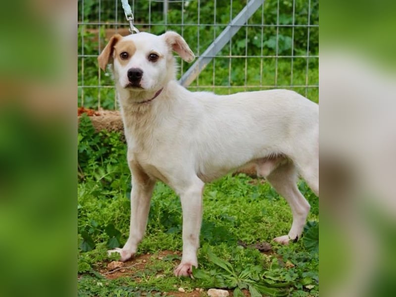 PERRIN sucht Familienanschluß