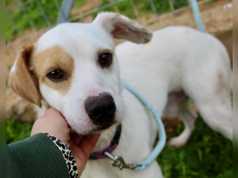 PERRIN sucht Familienanschluß