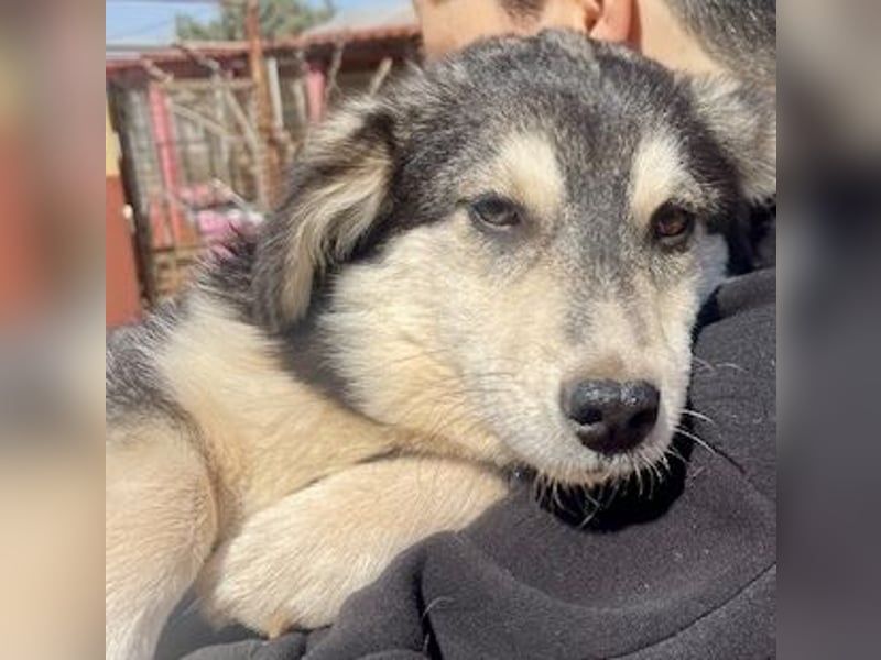 MAGNOLIA sucht Familie