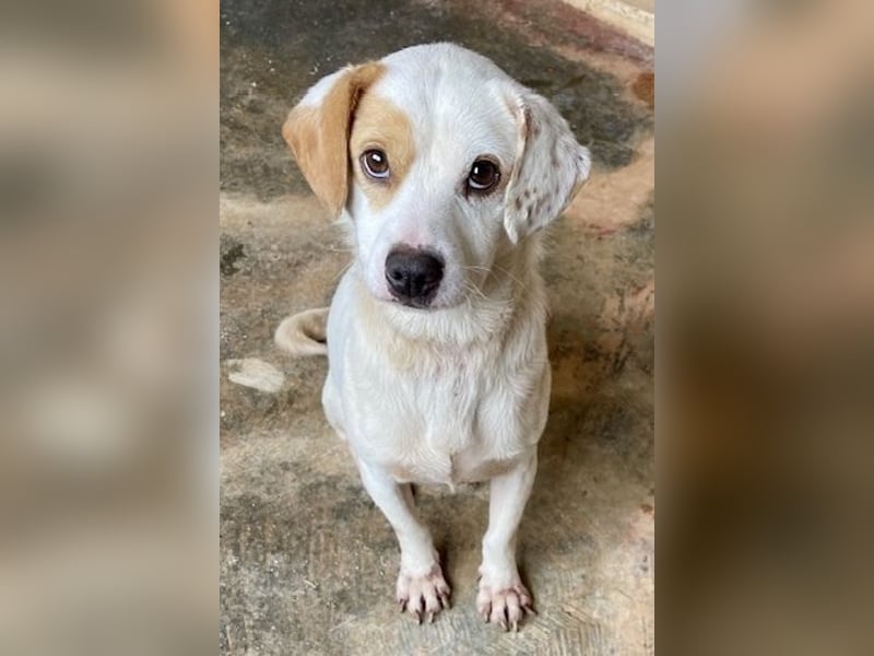 PERRIN sucht Familienanschluß