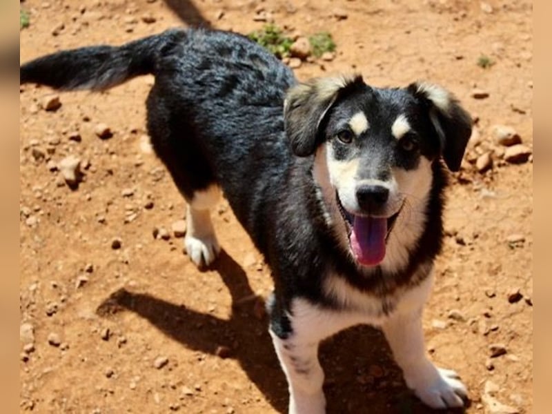 AVELINE sucht Familienanschluß