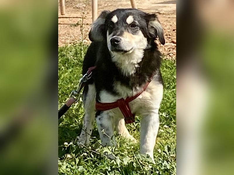 AVELINE sucht Familienanschluß