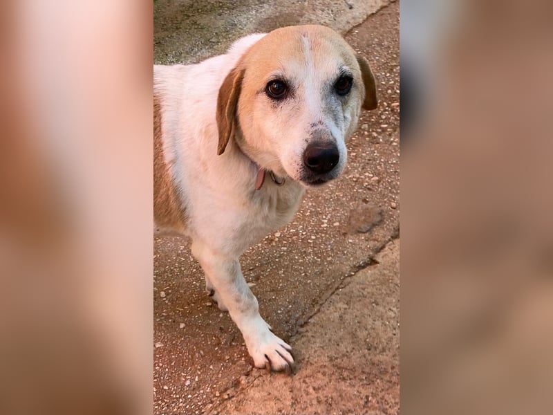 Zauberhafte CHANEL auf Körbchensuche