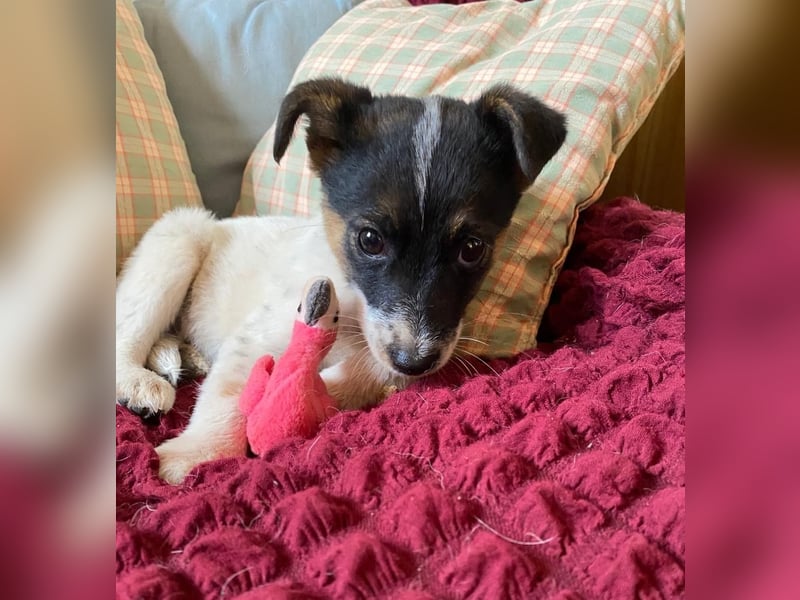 NEZUKO sucht Familienanschluß