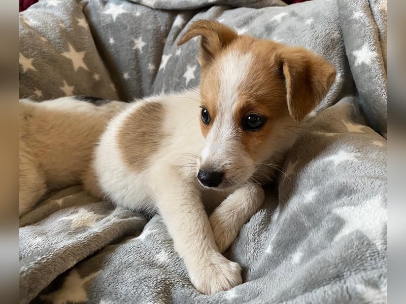 TANJIRO sucht Familienanschluß