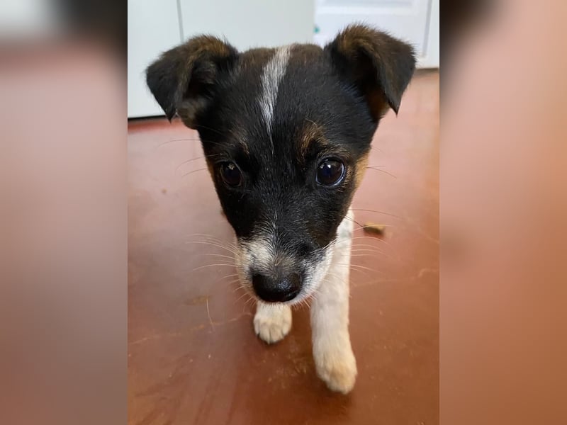 NEZUKO sucht Familienanschluß