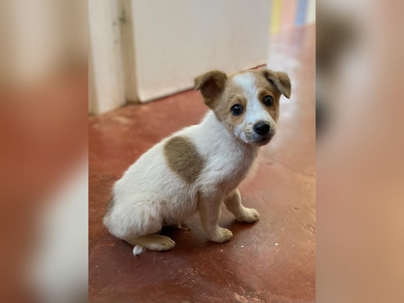 TANJIRO sucht Familienanschluß