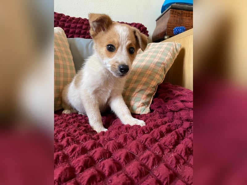 TANJIRO sucht Familienanschluß