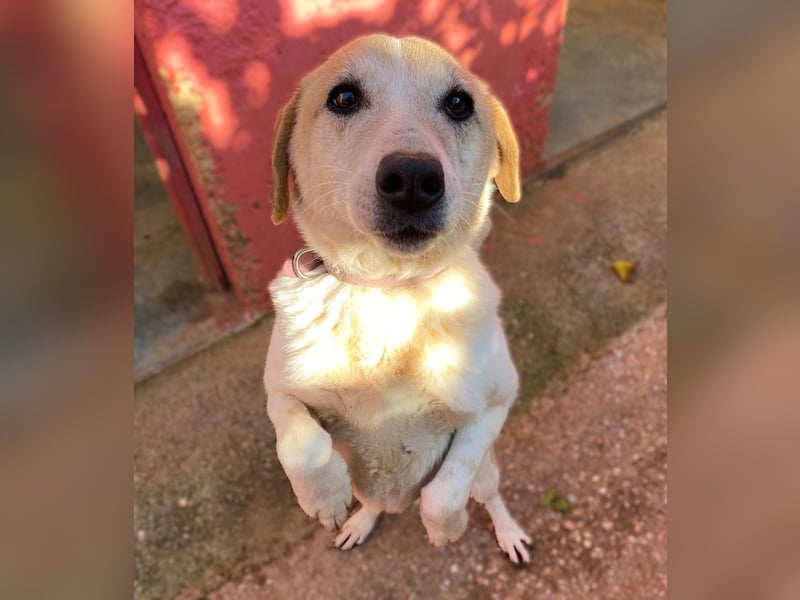 Zauberhafte CHANEL auf Körbchensuche