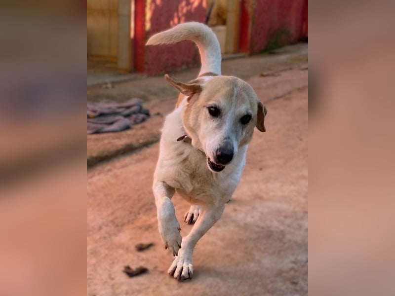 Zauberhafte CHANEL auf Körbchensuche