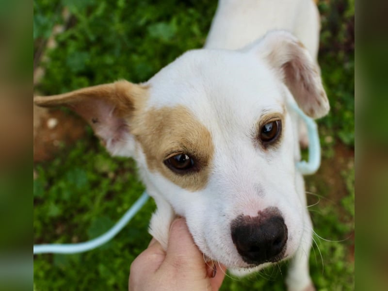 PERRIN sucht Familienanschluß