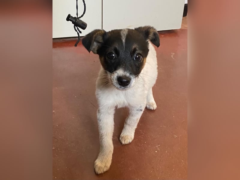 NEZUKO sucht Familienanschluß