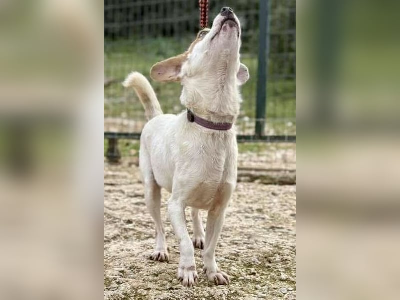 PERRIN sucht Familienanschluß