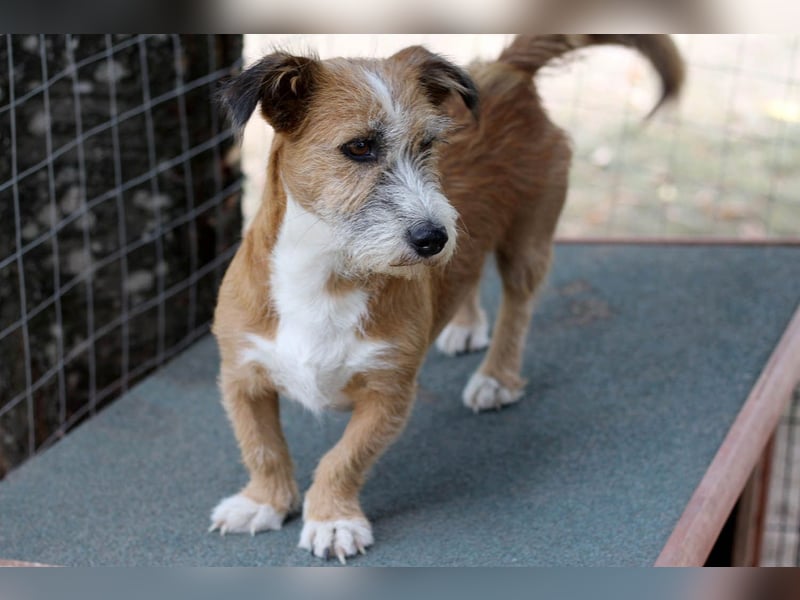 Unsichere Lizu braucht erfahrene Menschen, die ihr ein Fürimmerzuhause geben