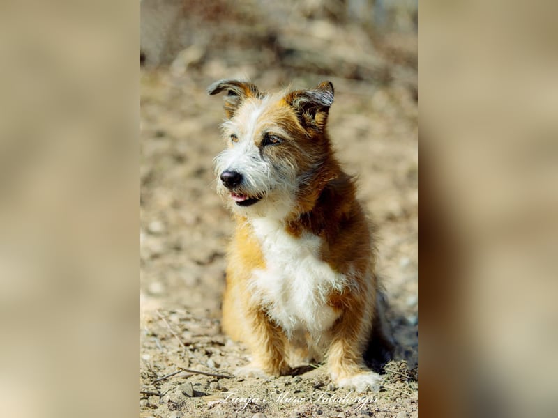 Unsichere Lizu braucht erfahrene Menschen, die ihr ein Fürimmerzuhause geben
