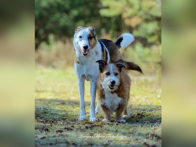 Unsichere Lizu braucht erfahrene Menschen, die ihr ein Fürimmerzuhause geben