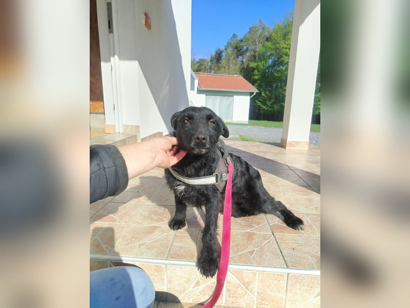 Kleine Mischlingshündin Gabby sucht ihre Menschen