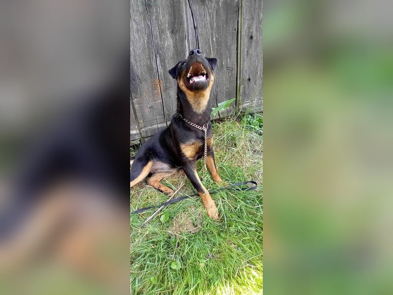 Süße Sofi sucht ein Zuhause oder eine Pflegestelle