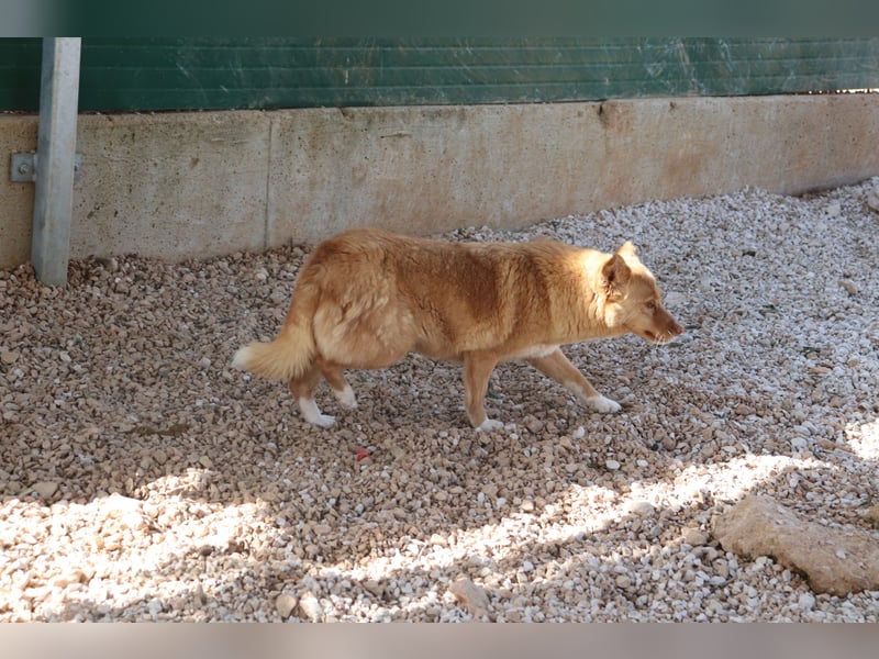 unsozialisierte Angsthündin Lija sucht ein erfahrenes Zuhause